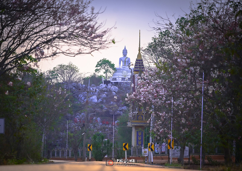 กัลปพฤกษ์ วัดถ้ำบ่อทอง