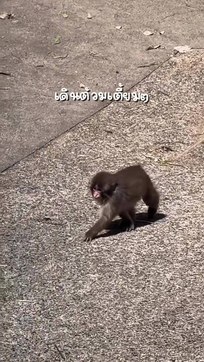 พั้นช์คุง