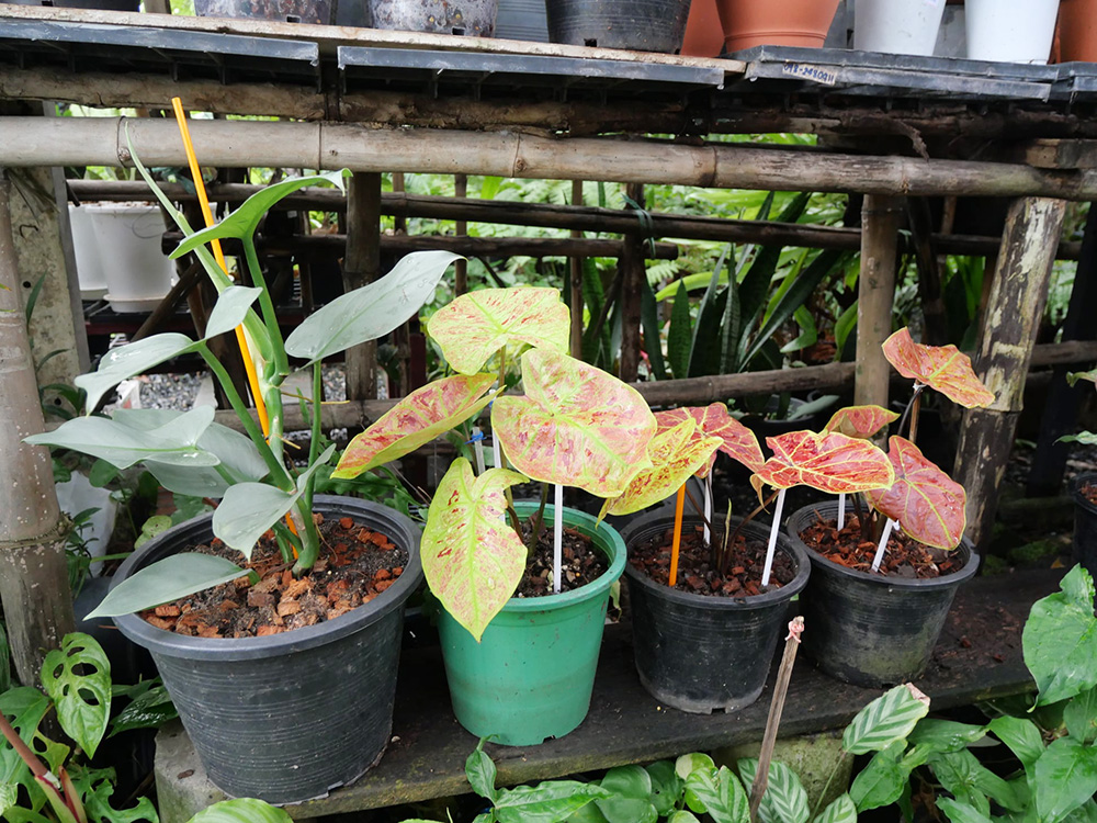 ตลาดต้นไม้