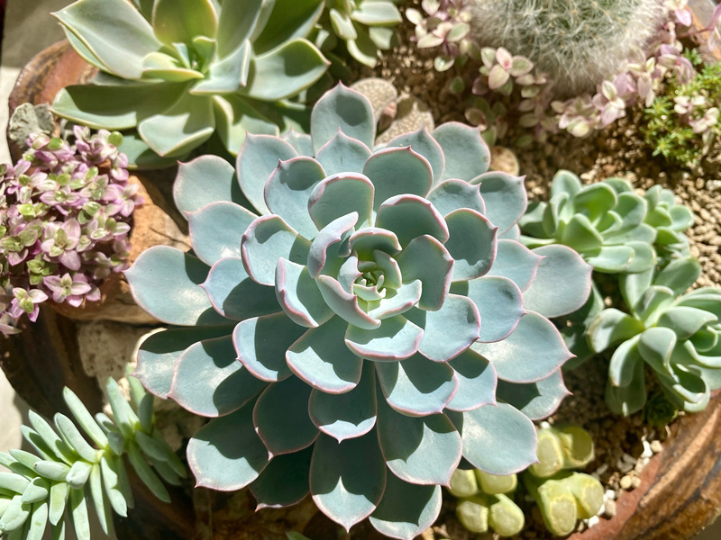 กุหลาบหิน Echeveria Peacockii