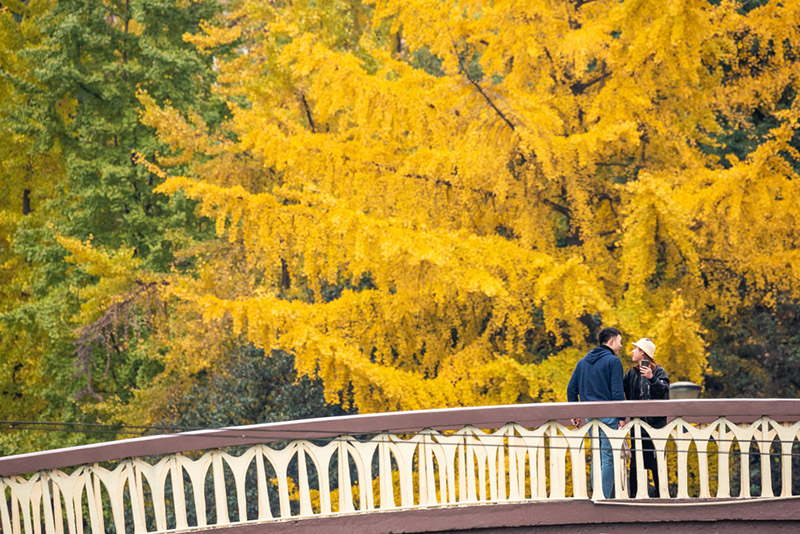 สถานที่ชมต้นแปะก๊วย