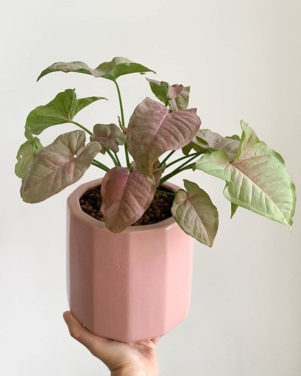 Pink Syngonium