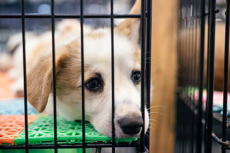 ใส่กรงเป็นการลงโทษ