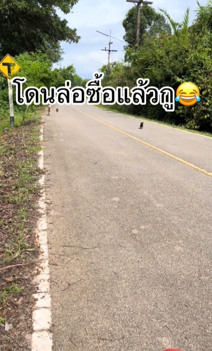 ลูกหมา