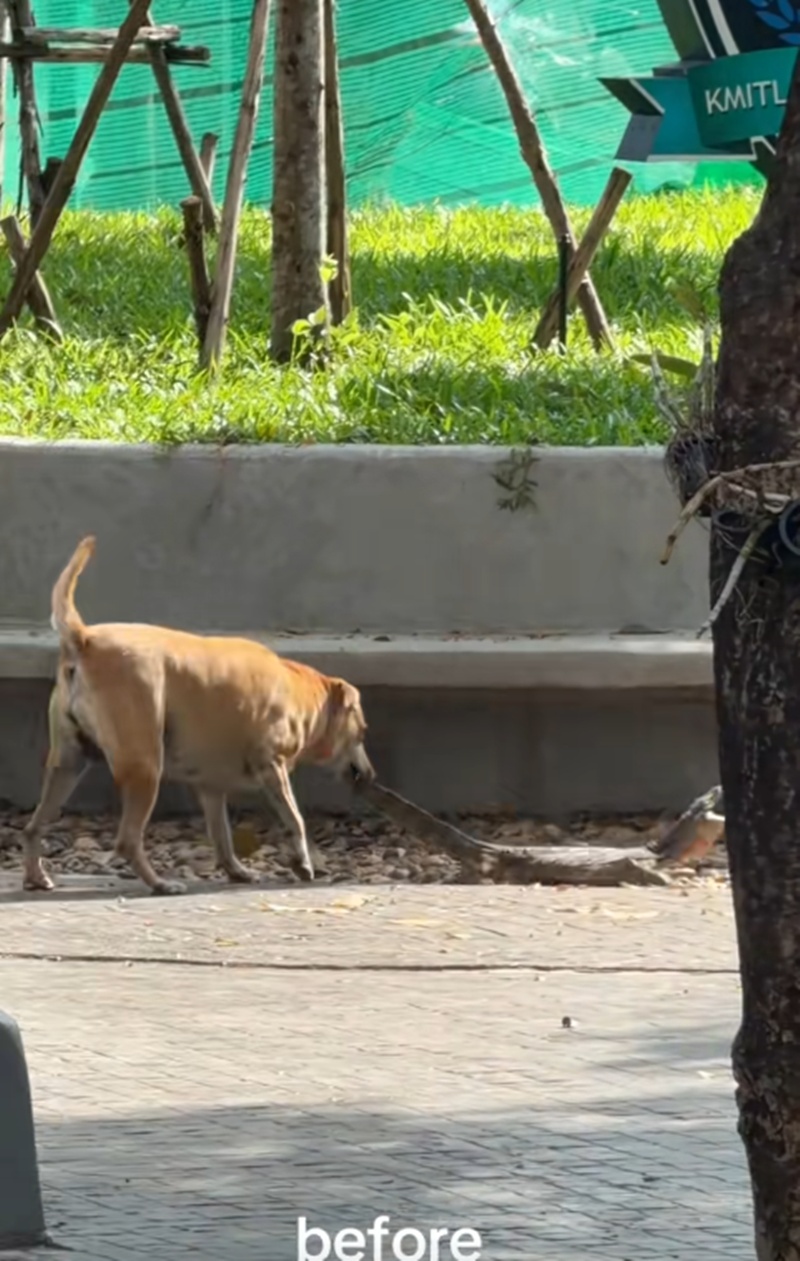 หมาไล่กัด