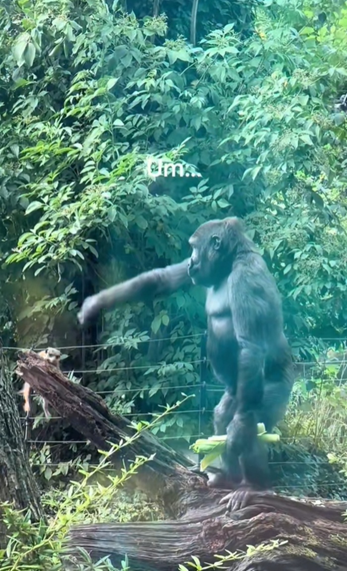 เมียร์แคท