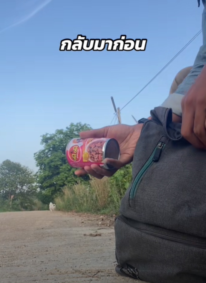 หมาจรจัด