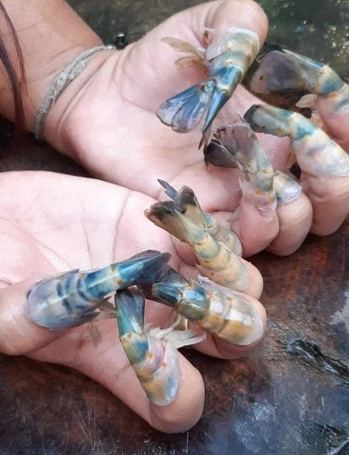 หางกุ้ง