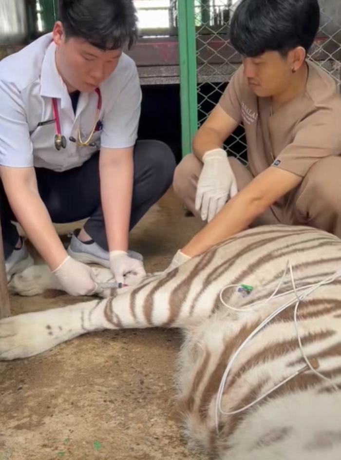 ฉีดยาเสือ