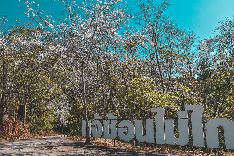 เทศกาลดอกเสี้ยวบาน บ้านป่าเหมี้ยง