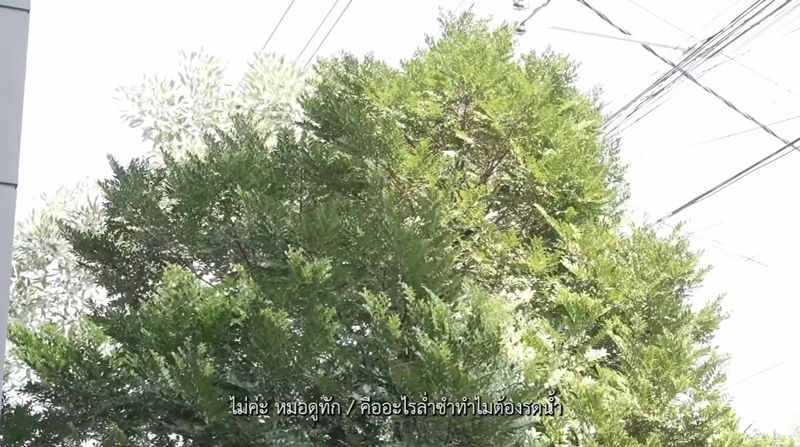 บ้าน กวินท์ ปุ้มปุ้ย ต้นล่ำซำ