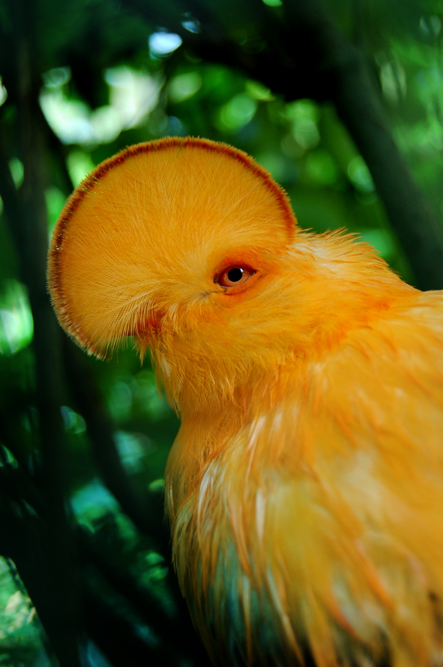 ค็อกออฟเดอะร็อก