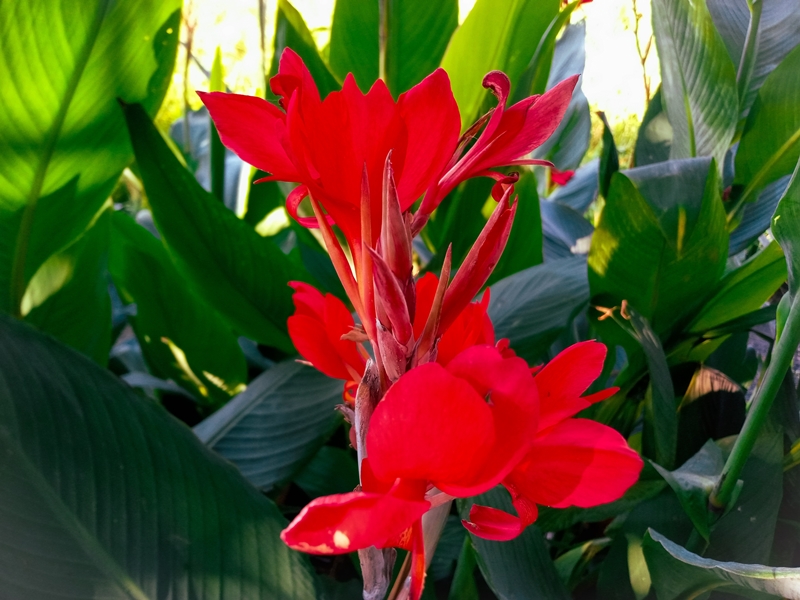 พุทธรักษา Red King Humbert