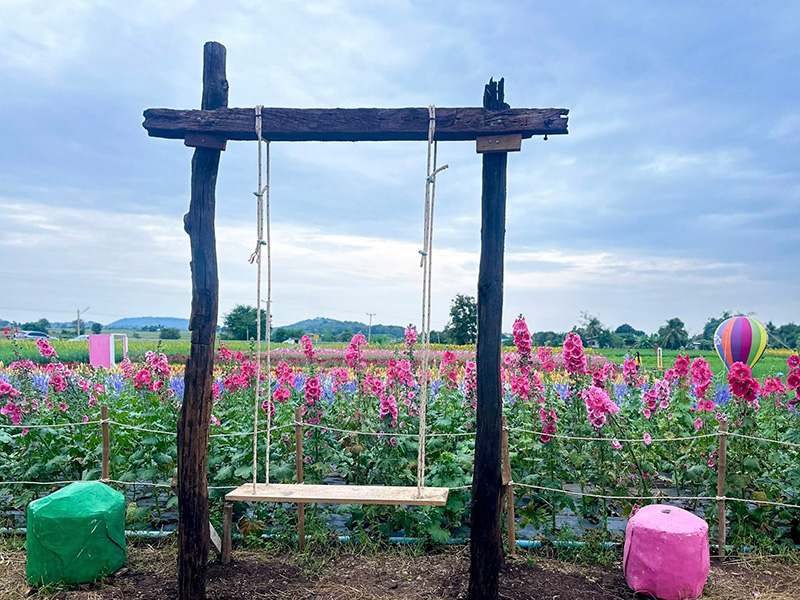 ทุ่งดอกปอเทืองไร่ธรรมชัย 2568 ตากฟ้า นครสวรรค์