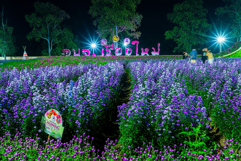 CHARMING Chiang Mai Flower Festival ดอกไม้เมืองหนาวนานาชนิด