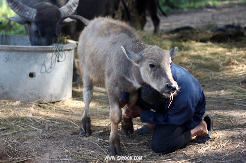 เที่ยวเชียงราย