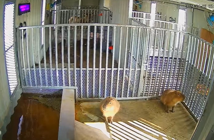 คาปิบารา