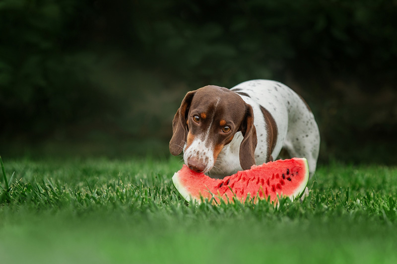 หมากินแตงโมได้ไหม