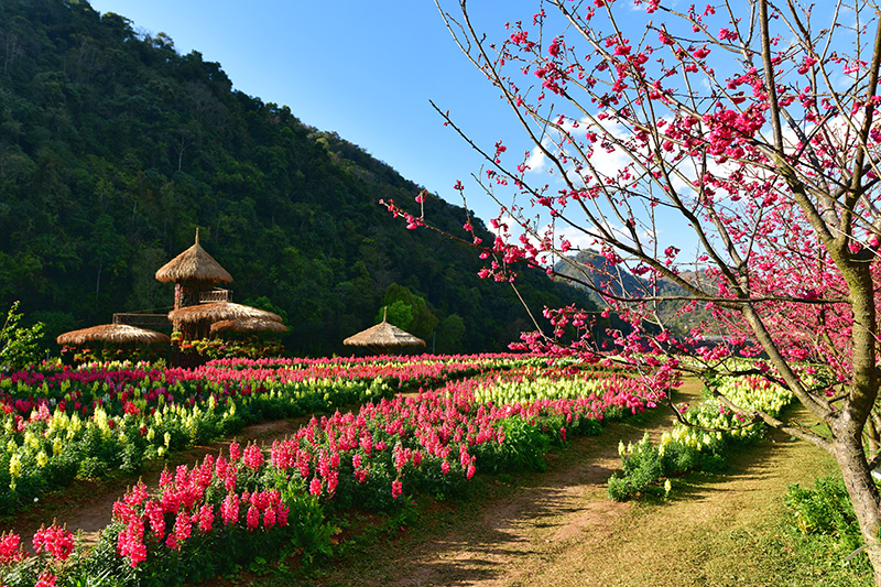 ที่เที่ยวปีใหม่ 2569 ดอยอ่างขาง