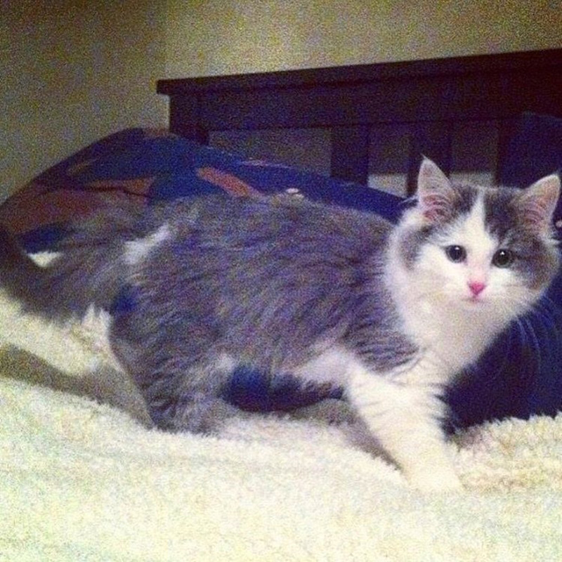 แมวจรจัด