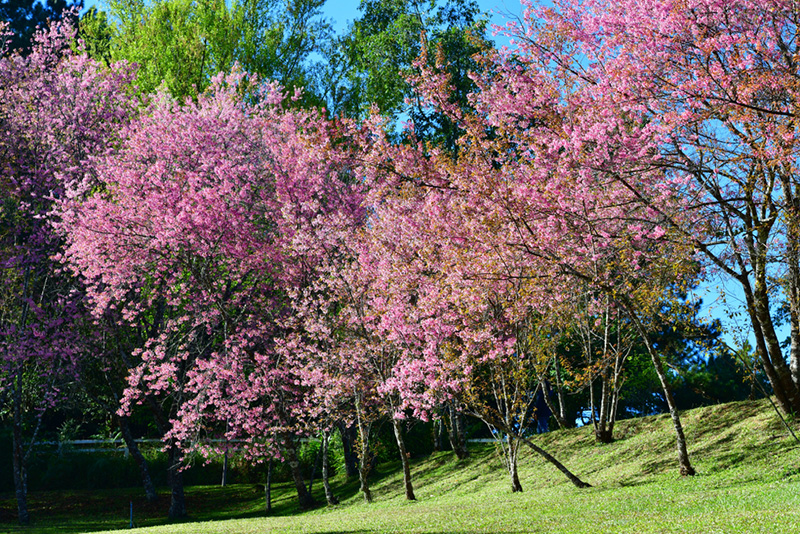 ดอกนางพญาเสือโคร่ง