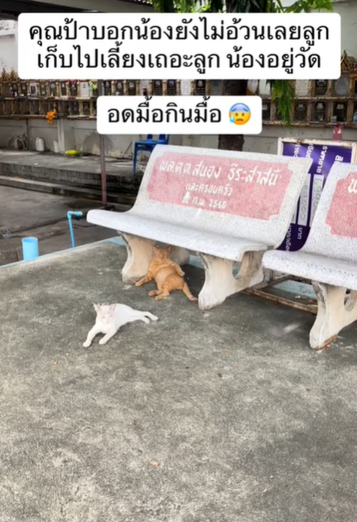 แมววัด