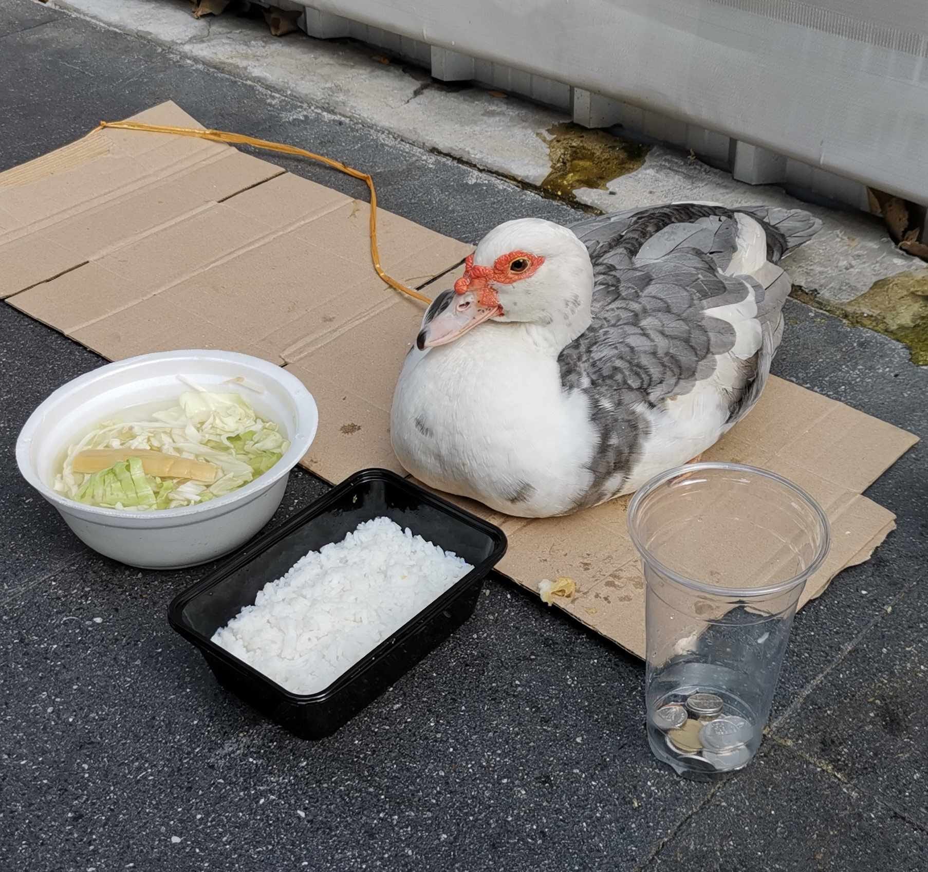 เป็ดขอทาน