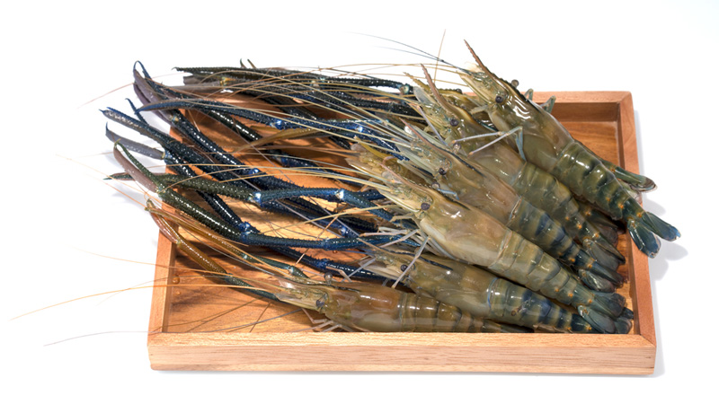 กุ้งมีกี่ชนิด