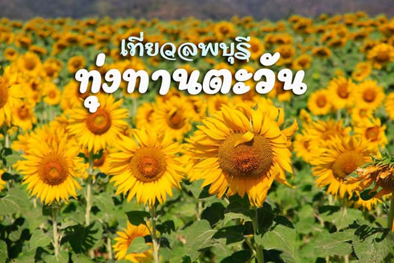 ทุ่งทานตะวันไร่วิชาญ
