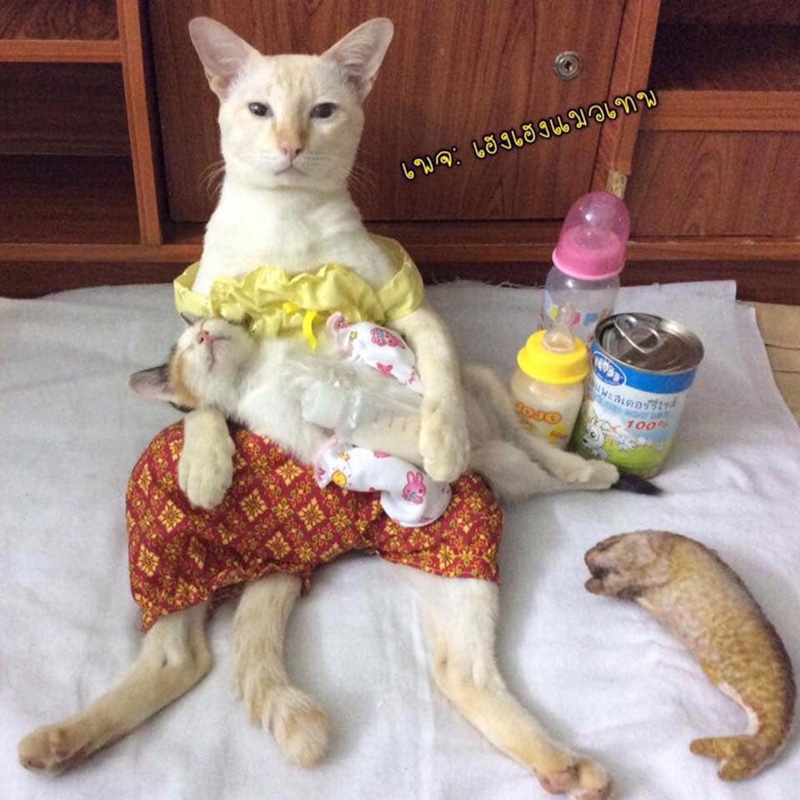 เพจแมวน่ารัก ๆ