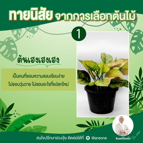 ต้นเฮงเฮงเฮง