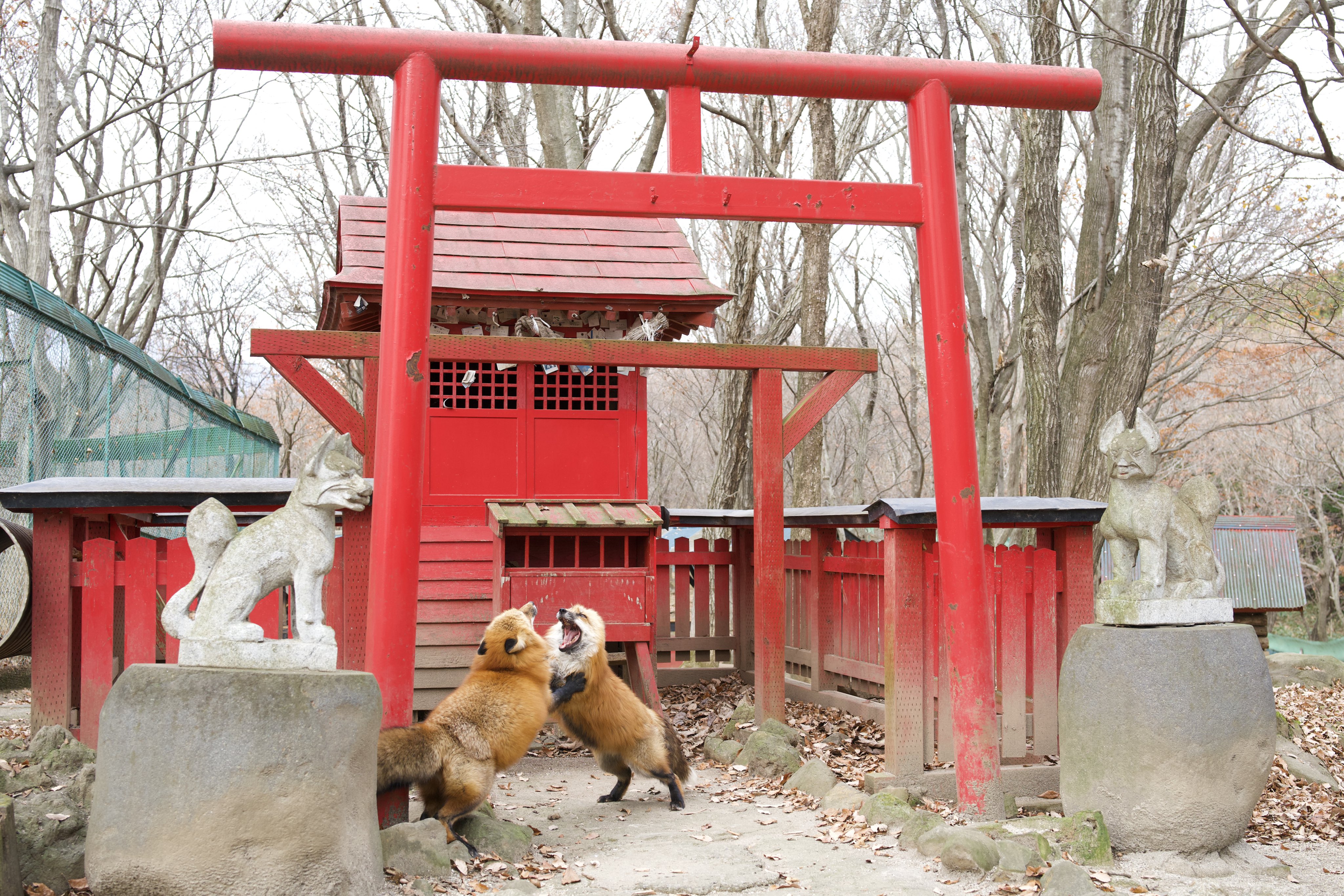 สุนัขจิ้งจอก