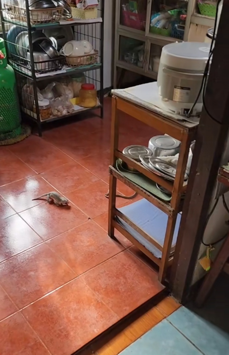 สัตว์สู้กัน