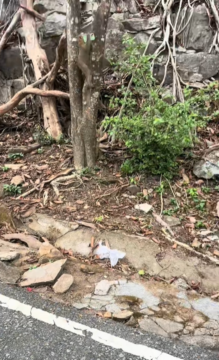 ลิงขโมย