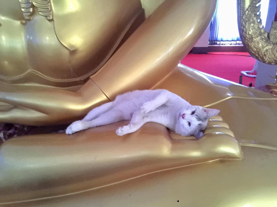 แมวนอนบนพระ