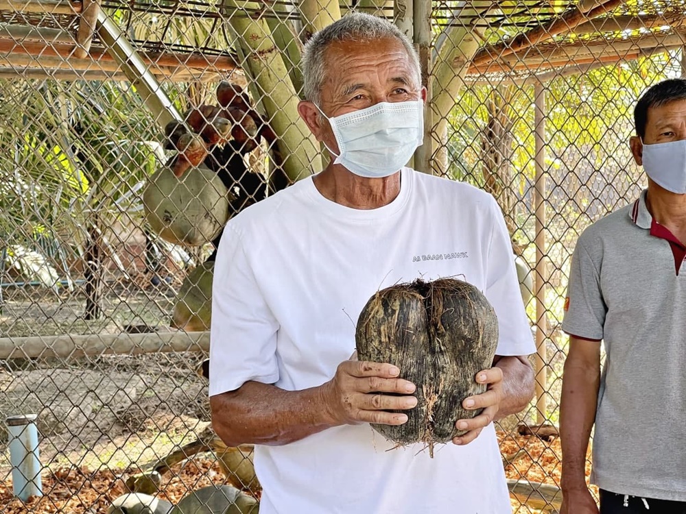 สวนนงนุช