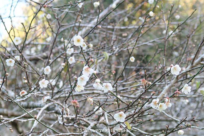 ดอกบ๊วย 2568 สถานีเกษตรหลวงอ่างขาง