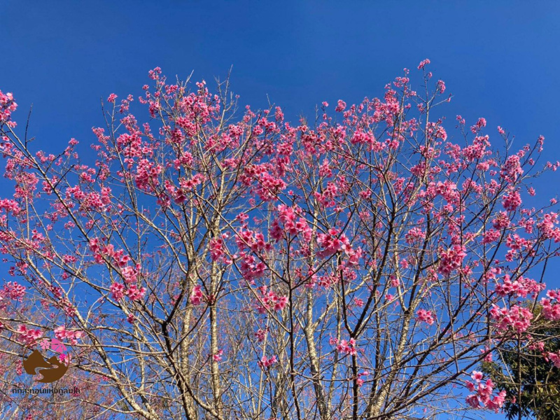 ดอกนางพญาเสือโคร่ง 2563-2564