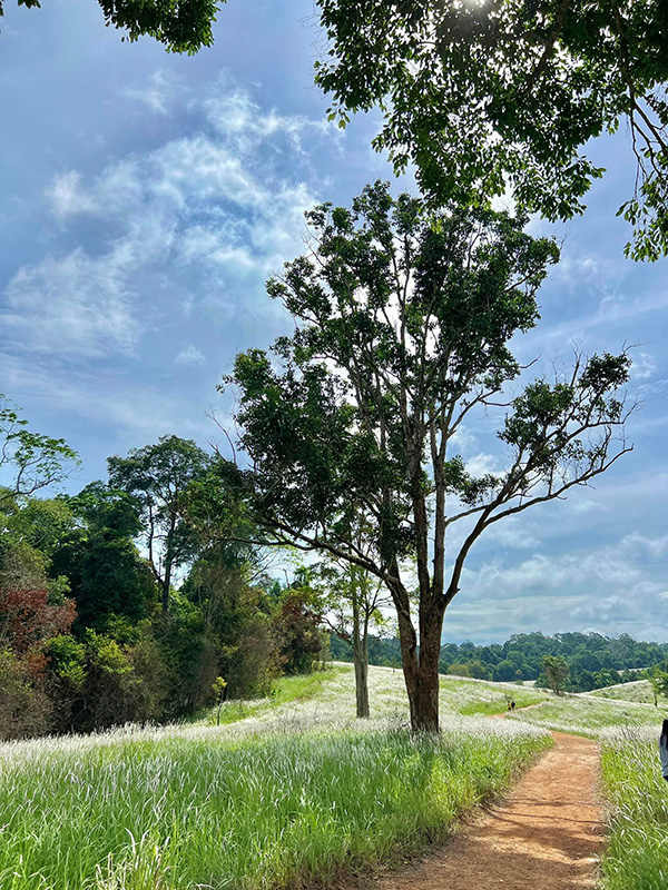 ทุ่งหญ้าคาเขาใหญ่ ธรรมชาติ