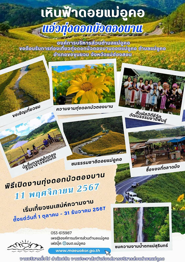 ทุ่งดอกบัวตองดอยแม่อูคอ 2567