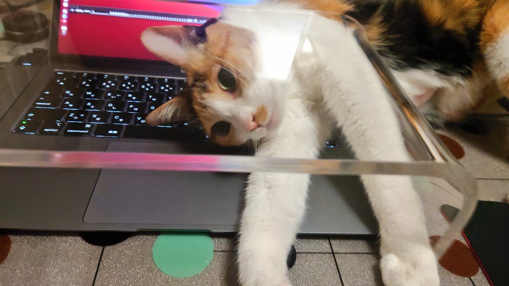 แมวนอน