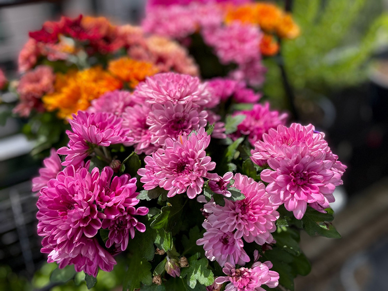 ดอกเบญจมาศ ดอกไม้ประจำราศีธนู