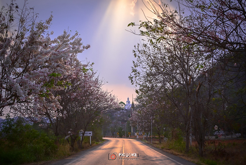 วิวถนนเส้นกัลปพฤกษ์ ลพบุรี