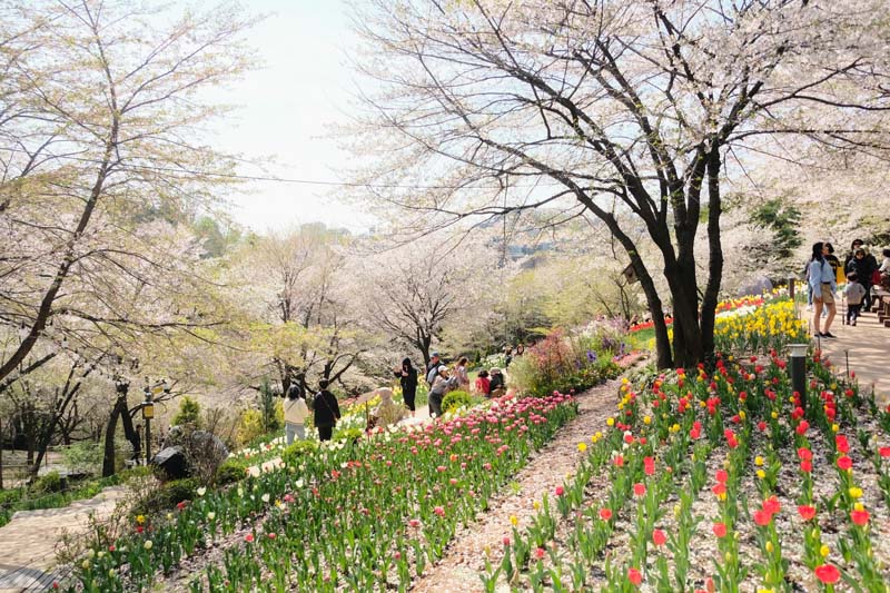 Ansan Cherry Blossom Walkway,