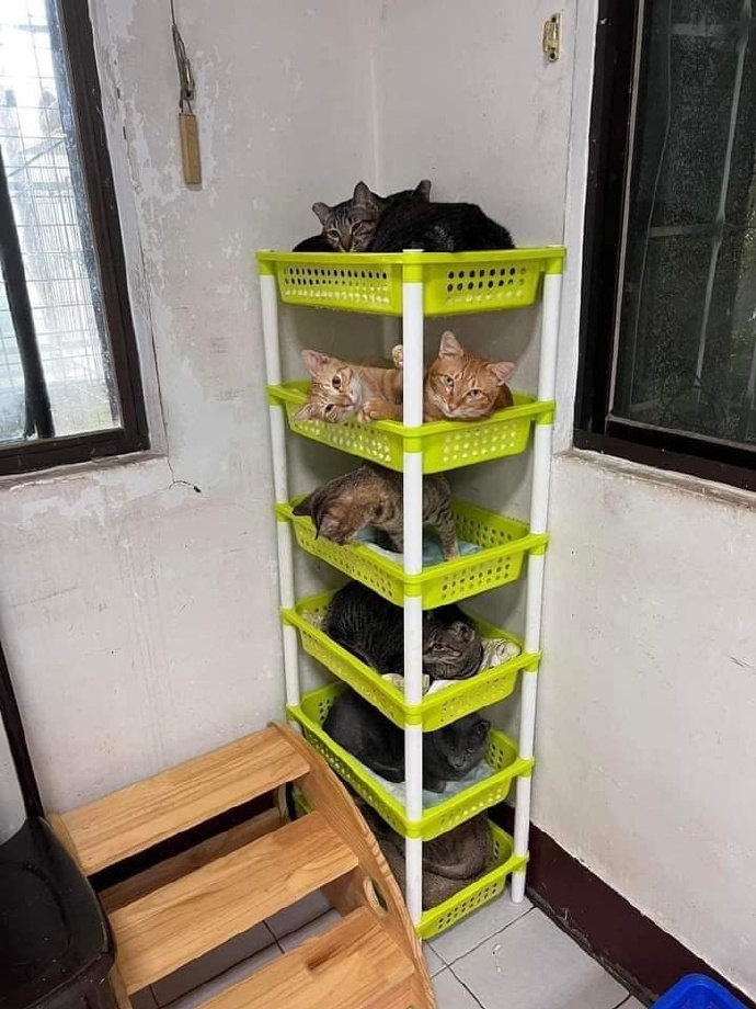 คอนโดแมว