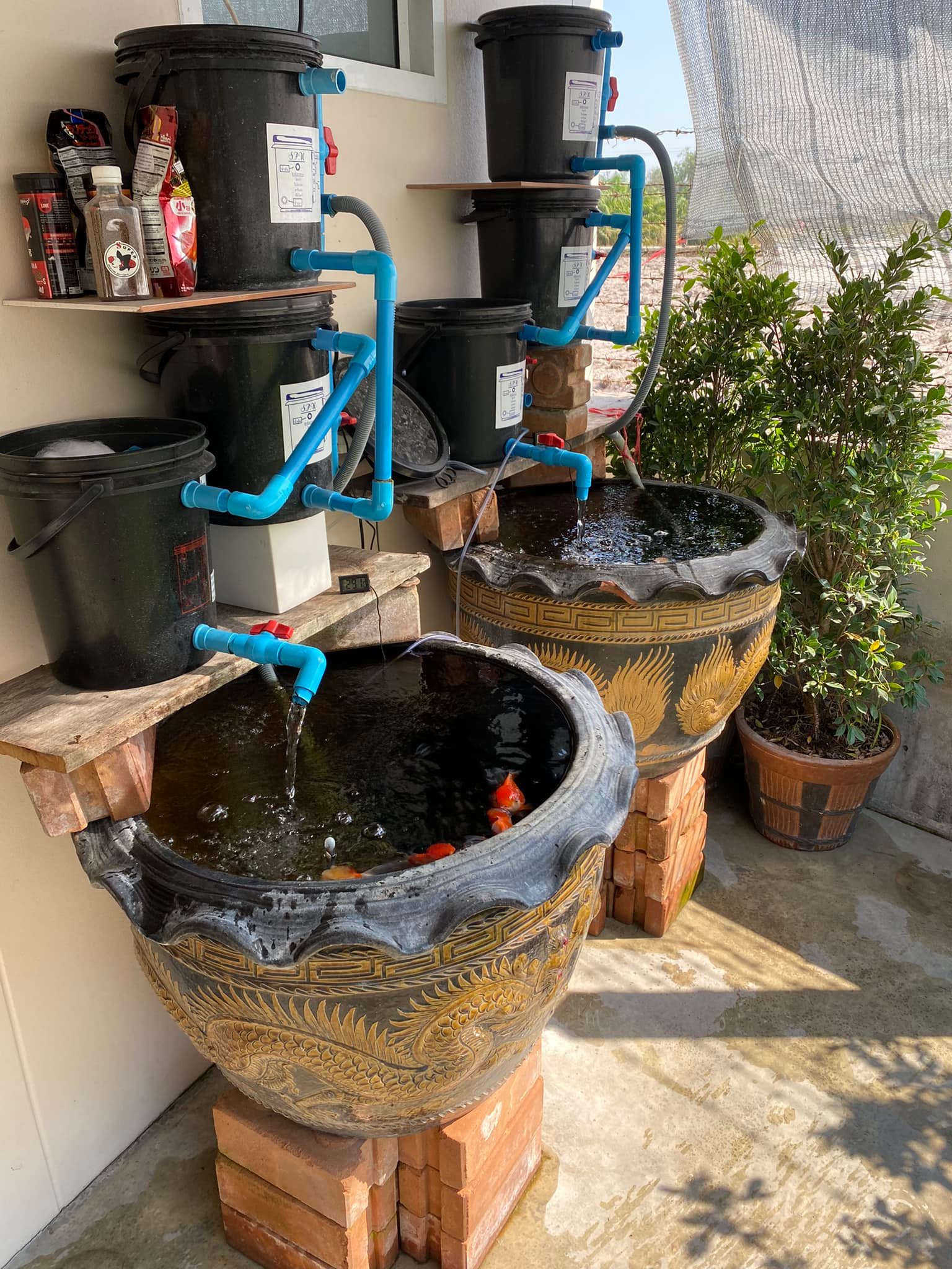 โอ่งเลี้ยงปลา