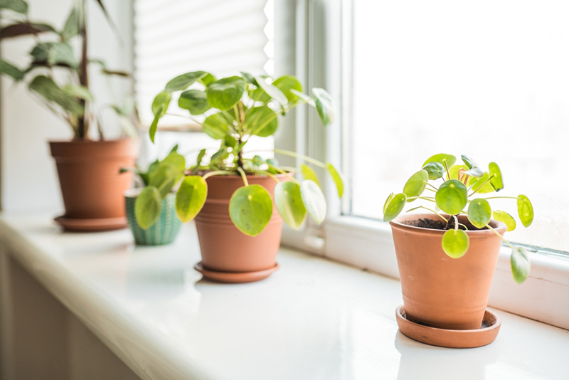 ต้นไพเลีย ต้นไม้มงคลปลูกในบ้าน