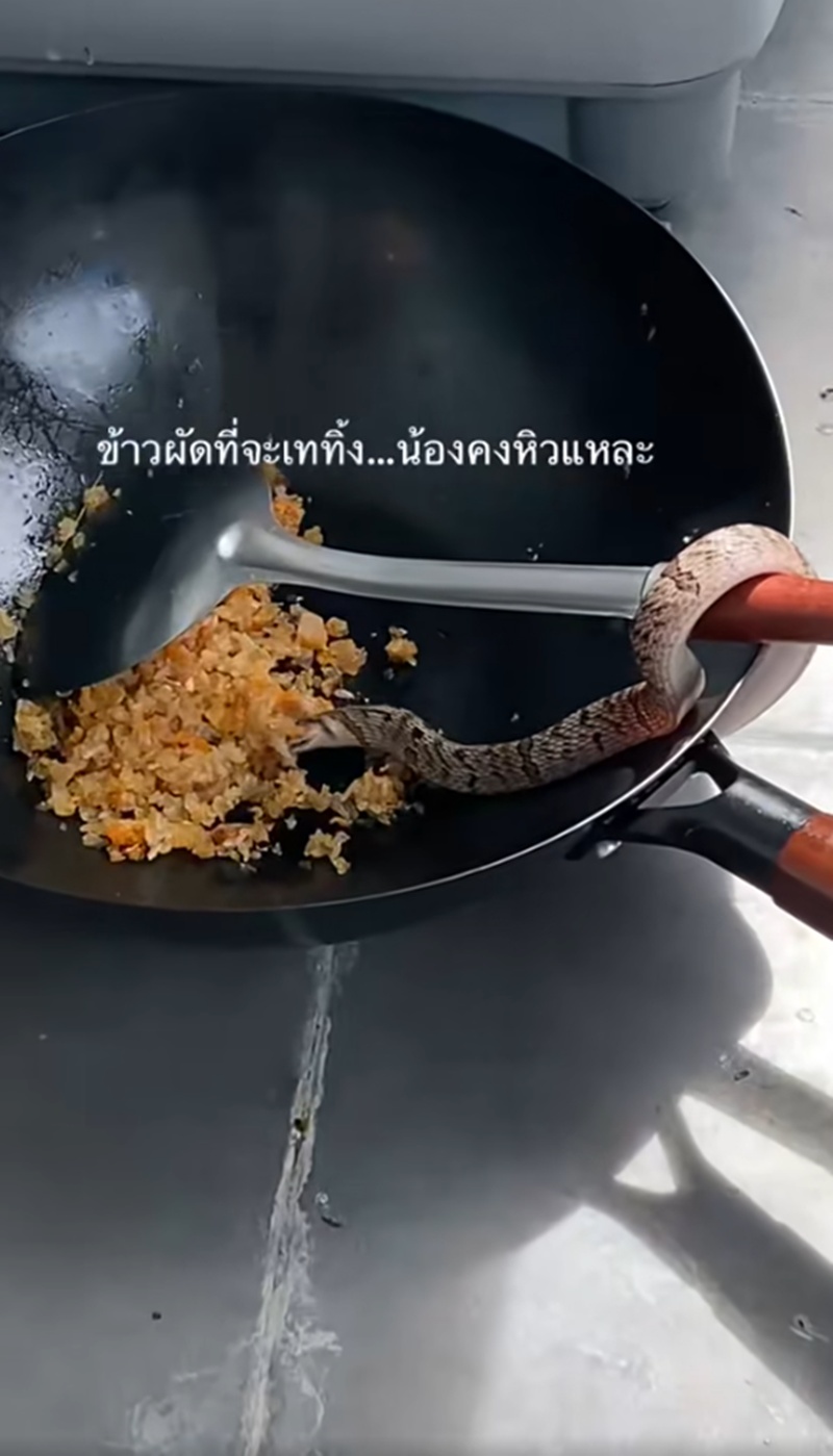 งูกินข้าวผัด
