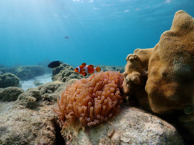 ดำน้ำที่ไหนดี ปี 2568 ? เกาะแสมสาร สัตหีบ จังหวัดชลบุรี