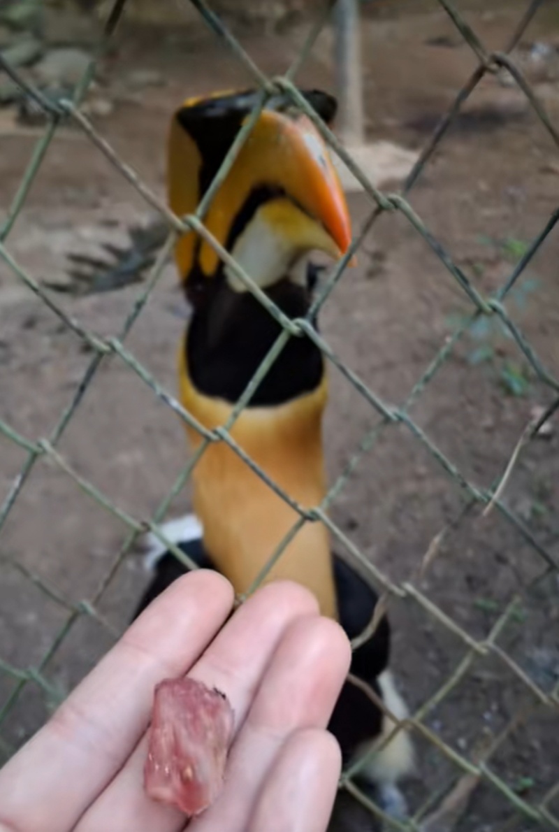 นกเงือก